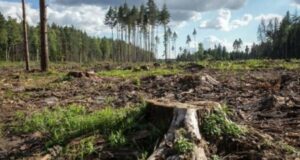 Judicial Ruling Forces Agricultural Firm to Reclaim 629 Hectares of Forest Land After Lease Violations